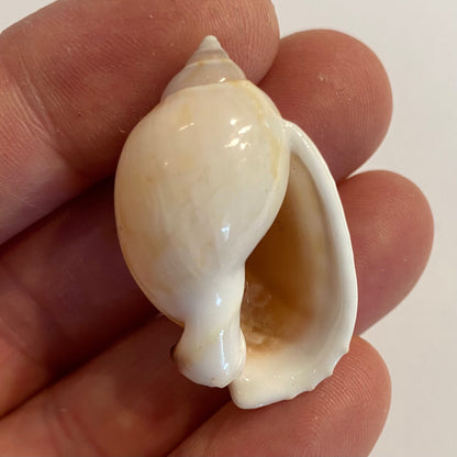 Casmaria Erinaceus  - 4 cm