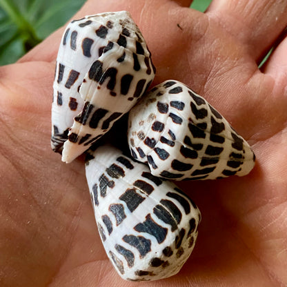 Conus Ebraeus - konkylie