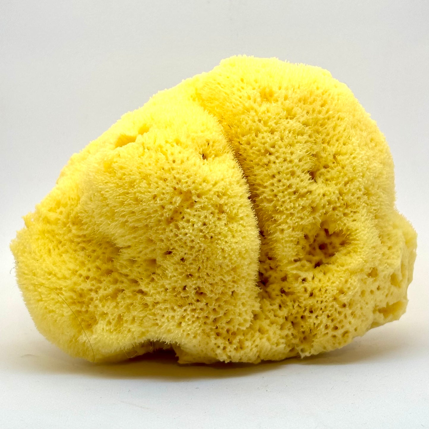 Natursvampe - Fine Silk kvalitet 13 cm Natursvampe - Fine Silk kvalitet 13 cm