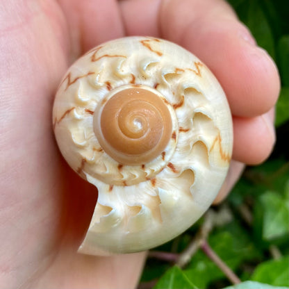 Melon shell konkylie 6 -7 cm