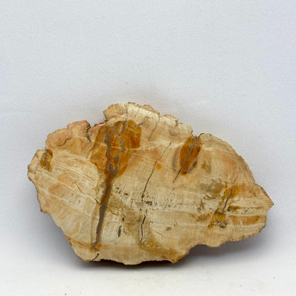 Forstenet træ skive 9,5 cm | nr. 9