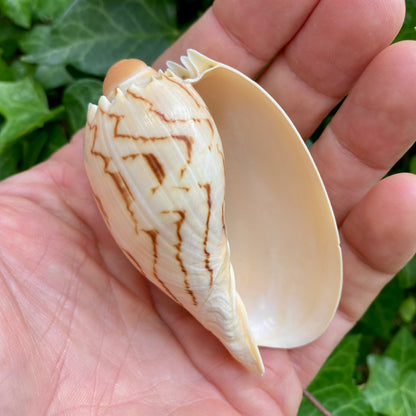 Melon shell konkylie 6 -7 cm