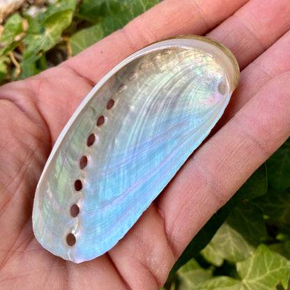Abalone green - 7 cm