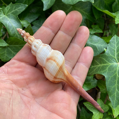 Fusinus Colus Spindle - konkylie