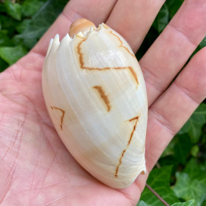 Melon shell konkylie 6 -7 cm