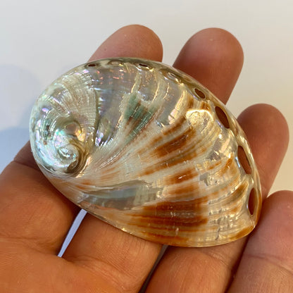 Rød abalone poleret - 6 cm
