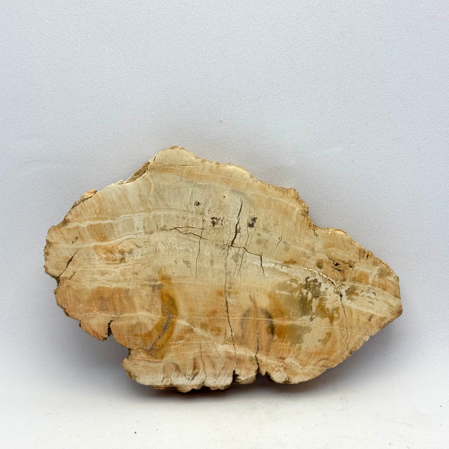Forstenet træ skive 9,5 cm | nr. 9 Forstenet træ skive 9,5 cm | nr. 9