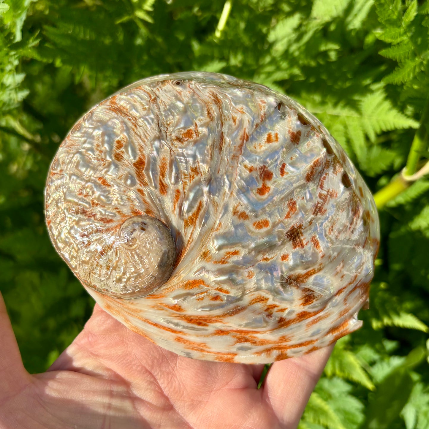 Abalone, rød poleret - 14 cm Abalone, rød poleret - 14 cm