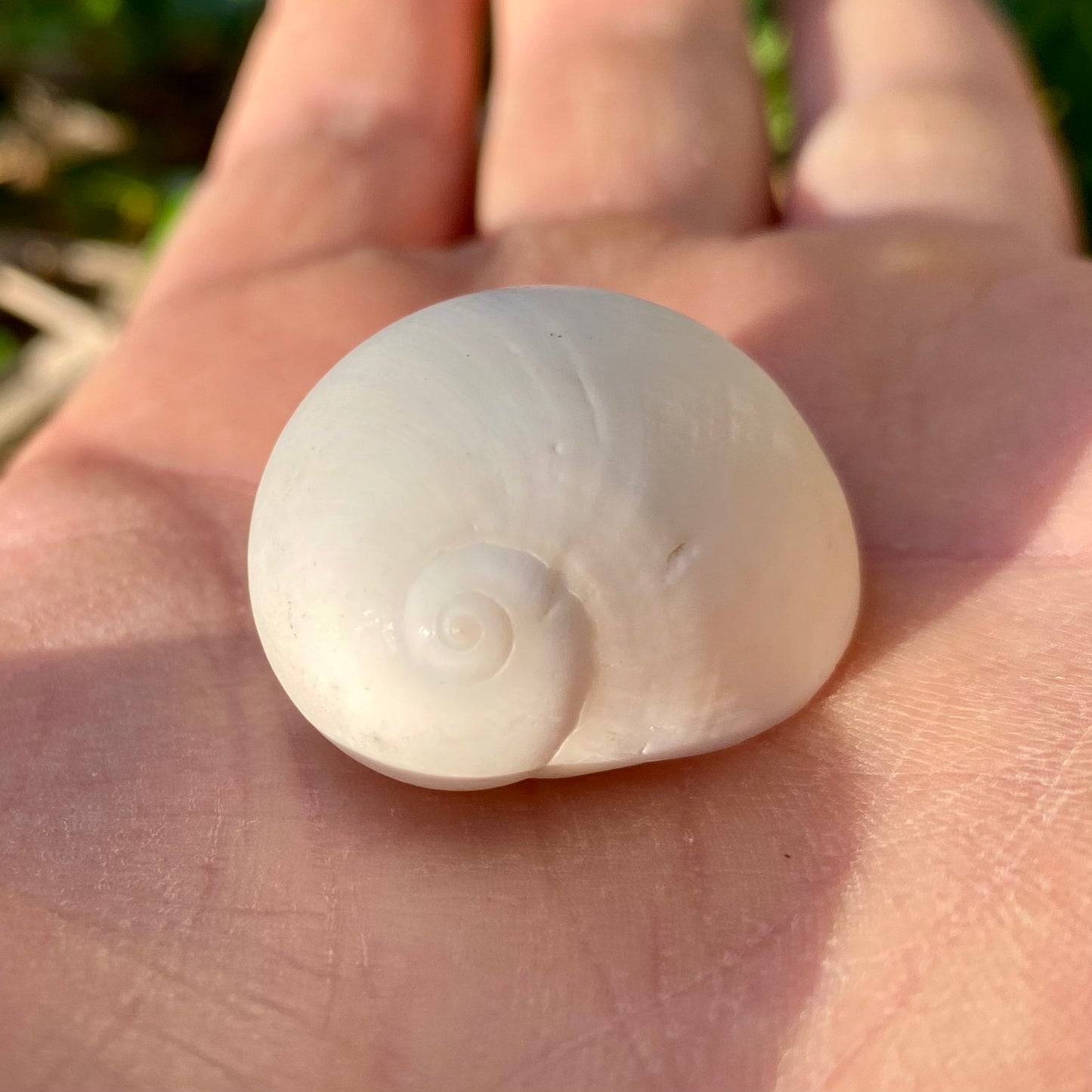 Moon shell - konkylie | 2,5 cm Moon shell - konkylie | 2,5 cm