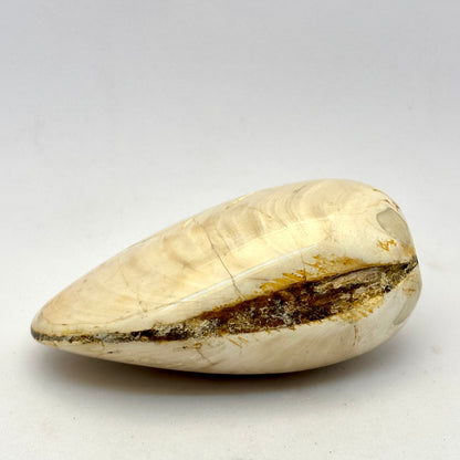 Cognac røg Citrin og forstenet bivalve musling