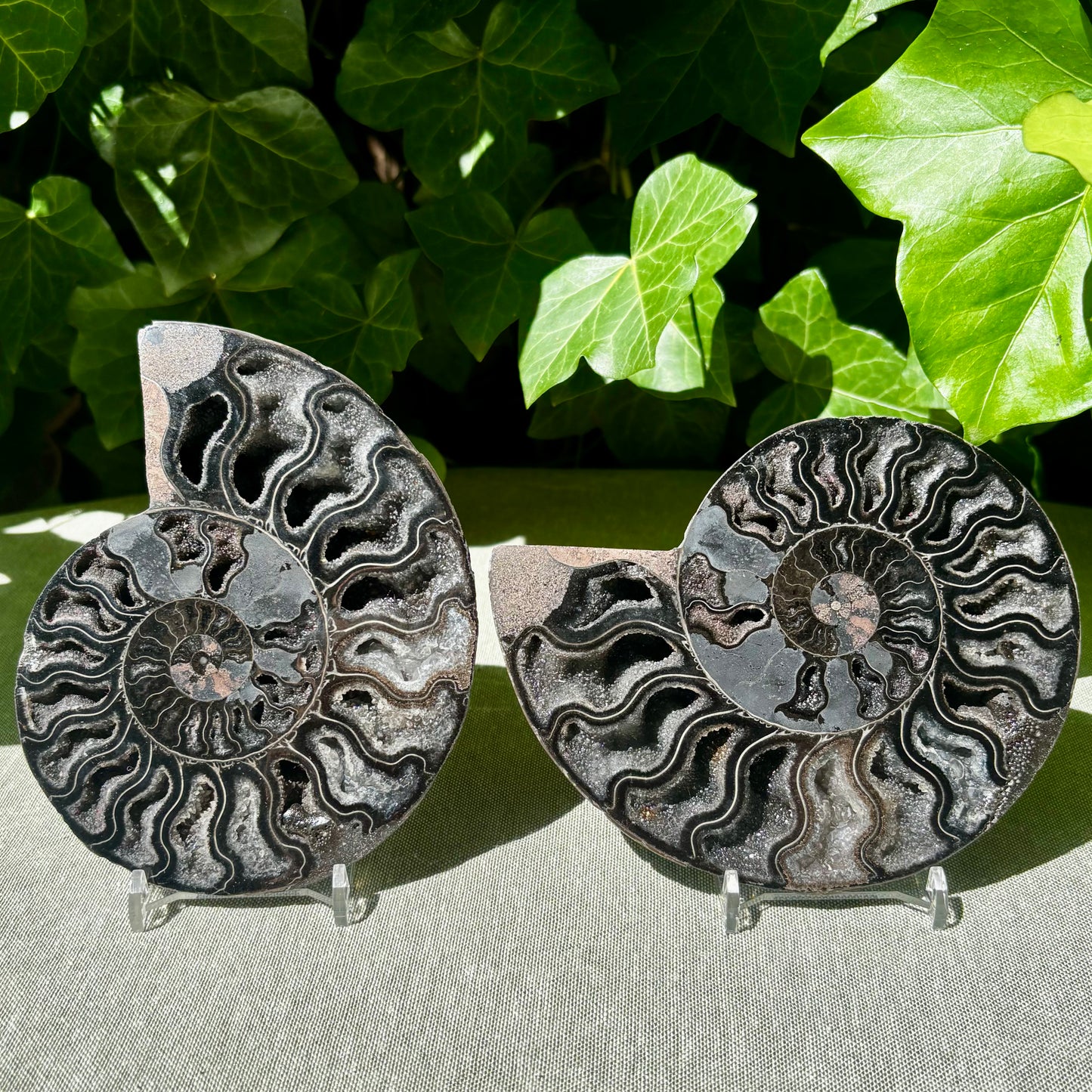 Ammonit sort forstenet - 13,5 cm nr 08 Ammonit sort forstenet - 13,5 cm nr 08