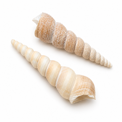 Tortilla screw - konkylie