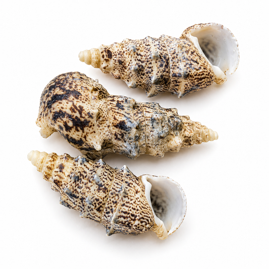 Billede af Aluco, Cerithium Nodulosum, Bulutung - konkylie