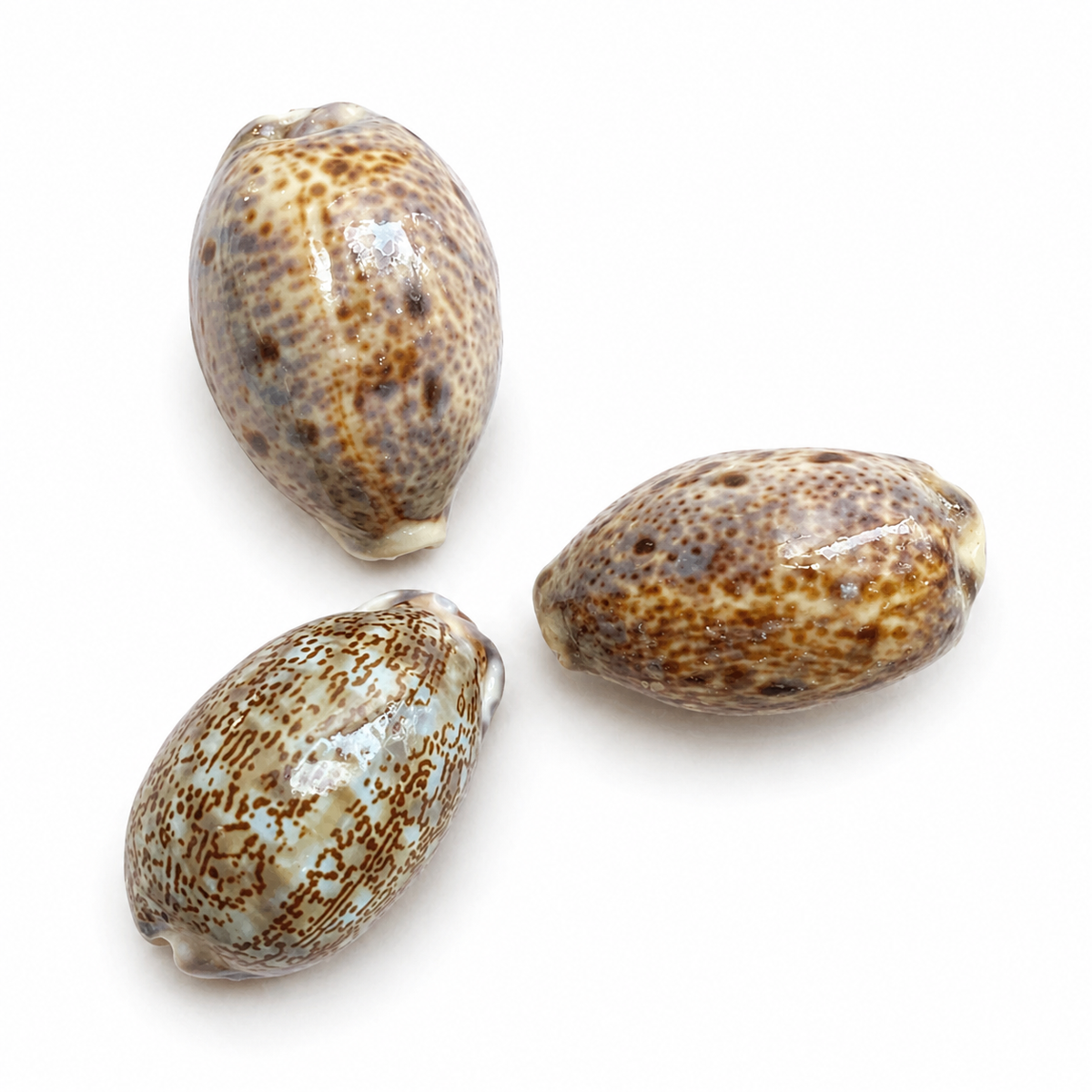 Cowrie, Cyprea Arabica - konkylie Cowrie, Cyprea Arabica - konkylie