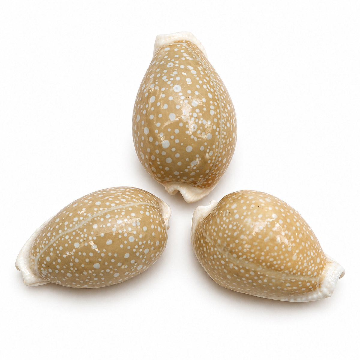 Cowrie, Cyprea Milliaris - konkylie Cowrie, Cyprea Milliaris - konkylie
