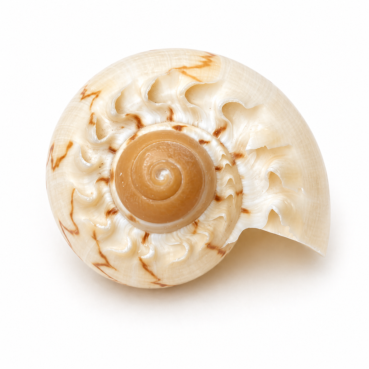 Melon shell konkylie 6 -7 cm Melon shell konkylie 6 -7 cm