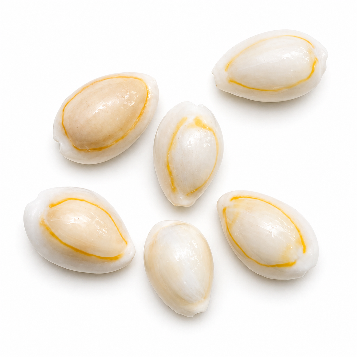 Cowrie, Sigay Gold Ringer - Gold, 3 stk - konkylie Cowrie, Sigay Gold Ringer - Gold, 3 stk - konkylie