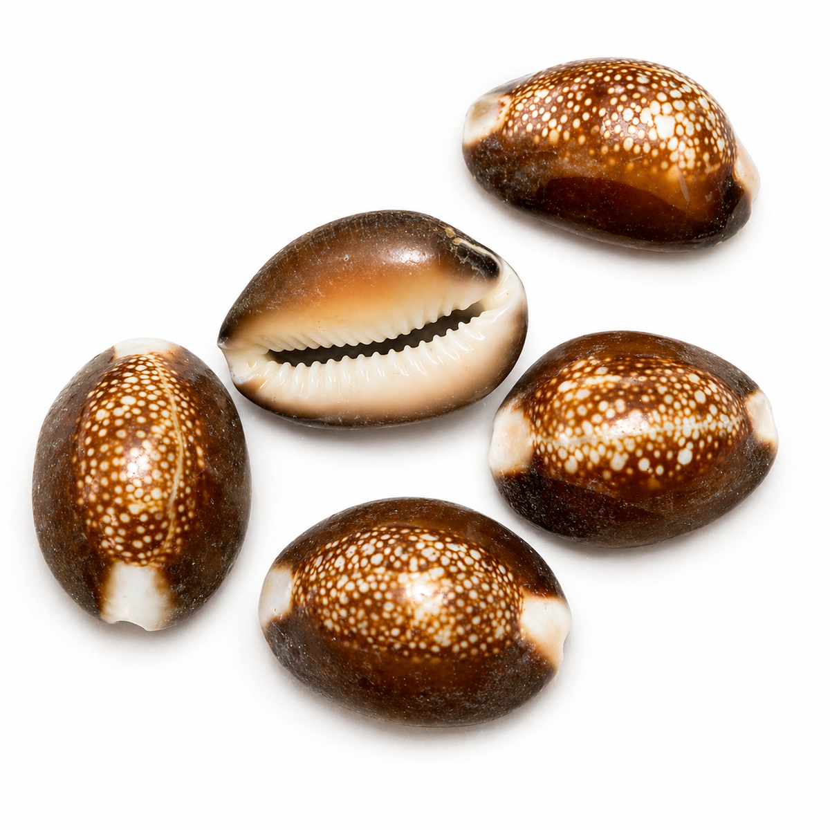 Cowrie, Serpents head - konkylie Cowrie, Serpents head - konkylie