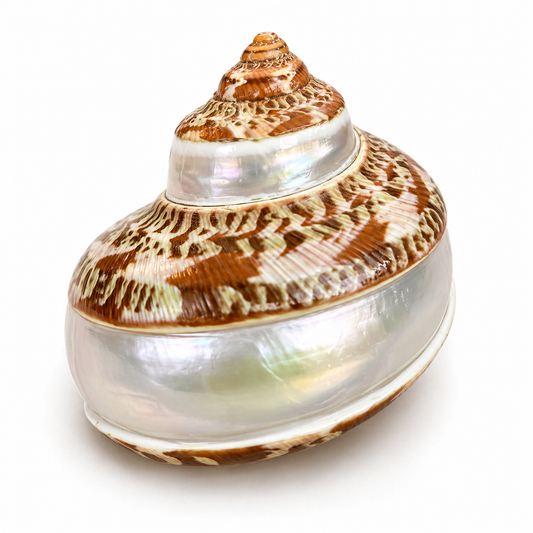 Billede af Turbo Petholatus Spiral - konkylie
