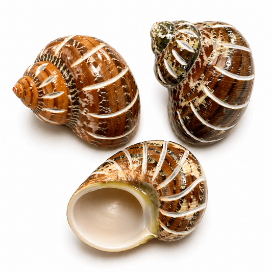 Billede af Turbo Petholatus Stripe - konkylie