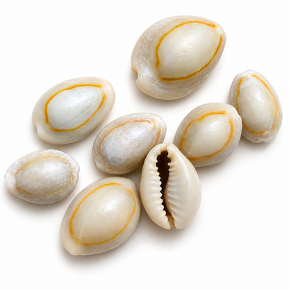 Cowrie, Sigay Gold Ringer - Natural, 3 stk - konkylie