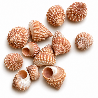 Strawberry Echinella 10 stk - konkylie