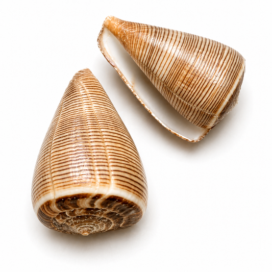 Billede af Conus Figulinus - konkylie