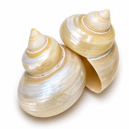 Turbo gold, pearlized - konkylie