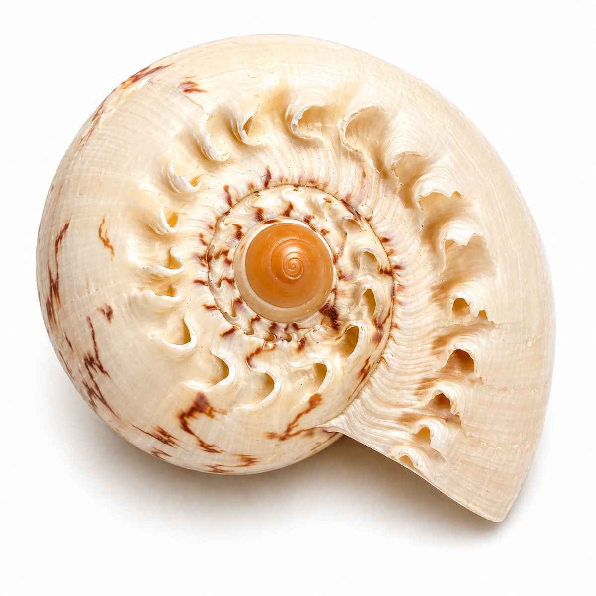 Melon shell stor - konkylie Melon shell stor - konkylie