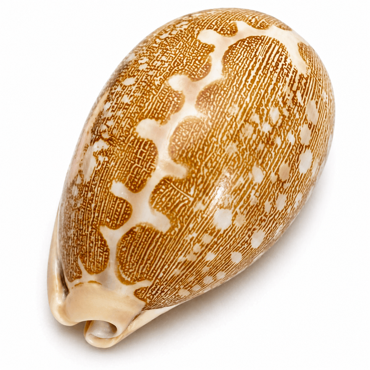 Cowrie, cyprea mappa - konkylie (UV fluorescerende) Cowrie, cyprea mappa - konkylie (UV fluorescerende)