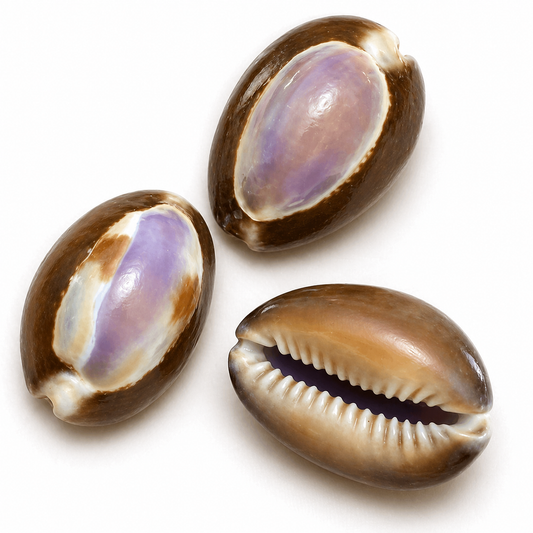 Billede af Cowrie, Purple top - konkylie