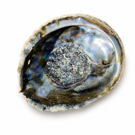 Billede af Abalone, naturlig - 12 cm