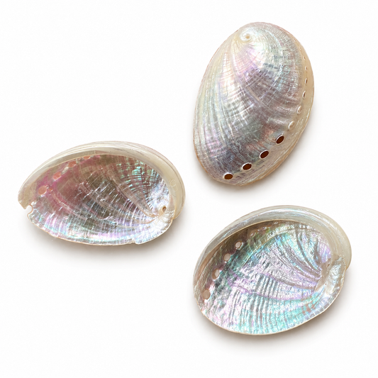 Billede af Abalone mini perlemor - muslingeskal