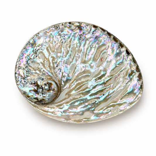 Billede af Abalone , højpoleret fra Sydafrika - 15 cm