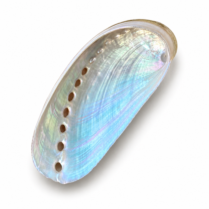 Abalone green - 7 cm