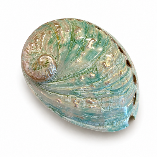 Billede af Haliotis Laevigata grøn poleret - 7 cm