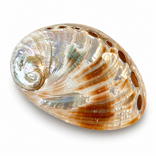 Billede af Rød abalone poleret - 6 cm