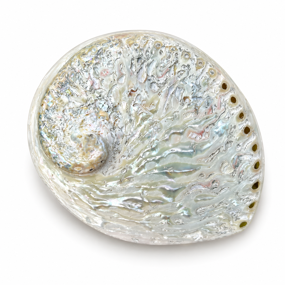 Abalone hvid, højpoleret fra Sydafrika - 15 cm Abalone hvid, højpoleret fra Sydafrika - 15 cm