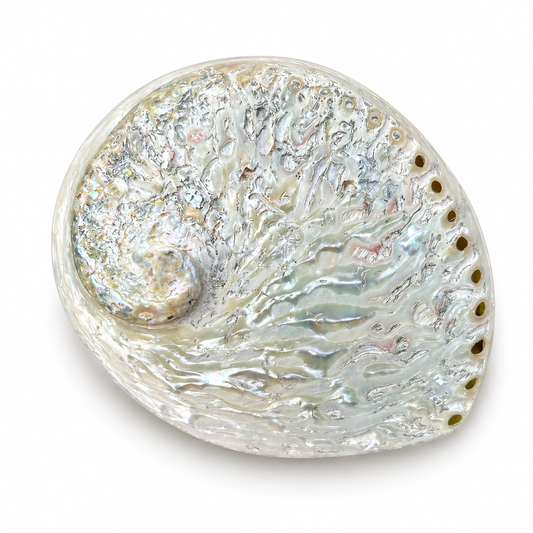Billede af Abalone hvid, højpoleret fra Sydafrika - 15 cm