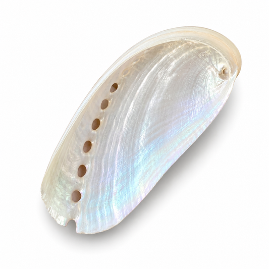 Billede af Abalone Pearlized - 7 cm