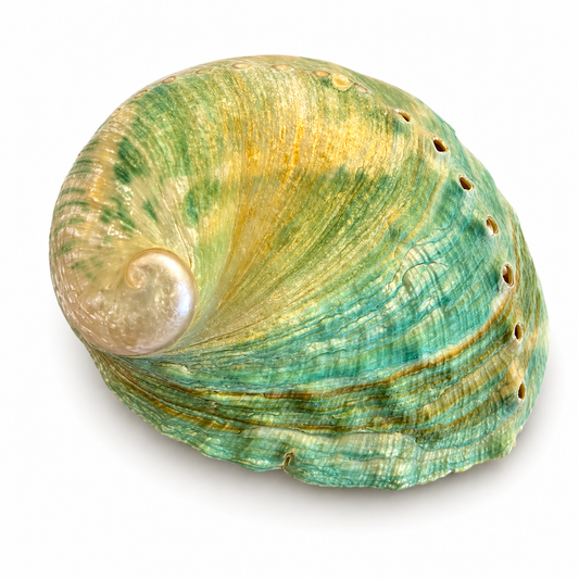 Billede af Haliotis Laevigata grøn - 7 cm