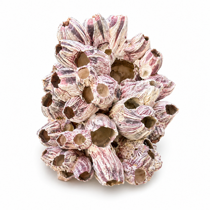 Barnacle - 19 cm