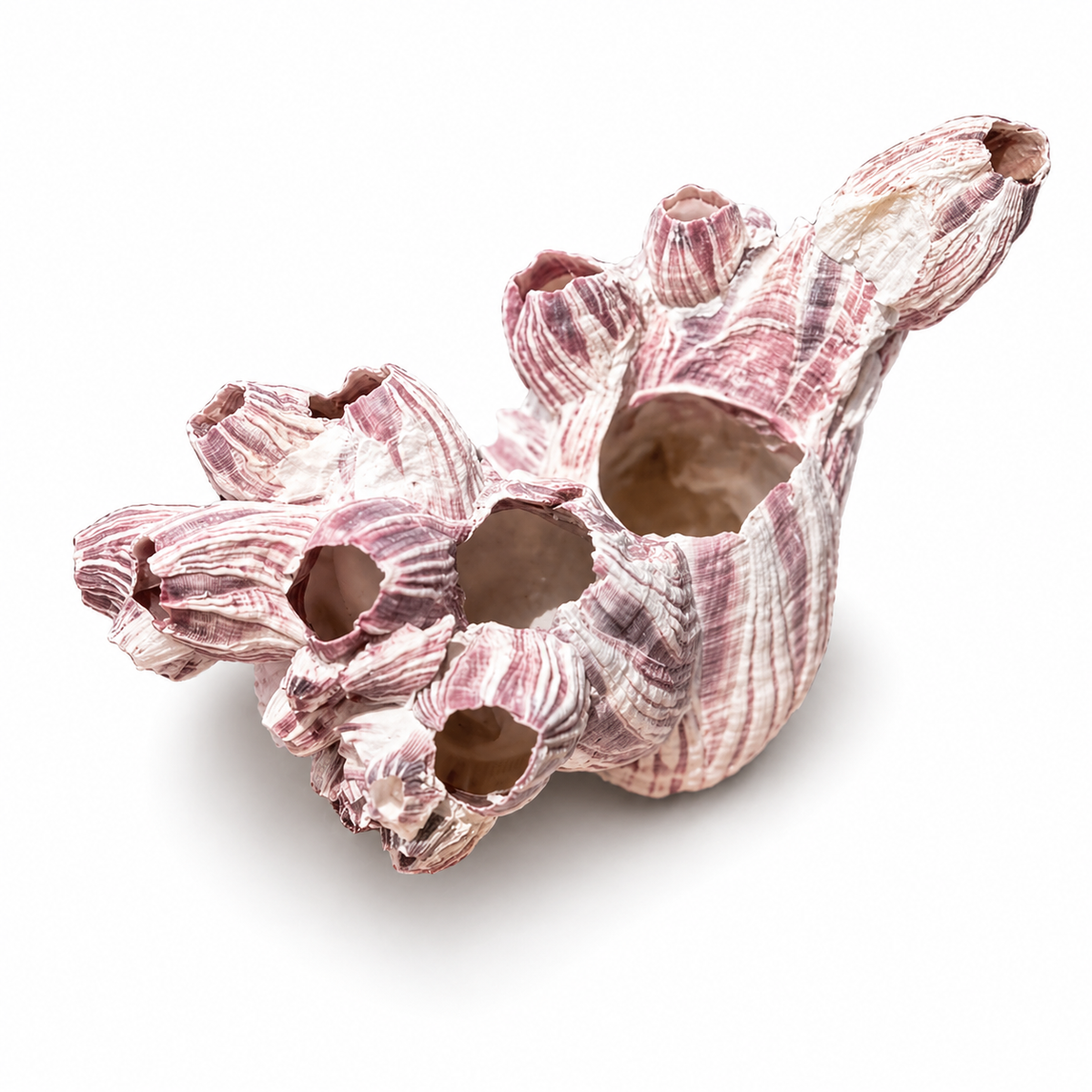 Barnacle - 14 cm Barnacle - 14 cm