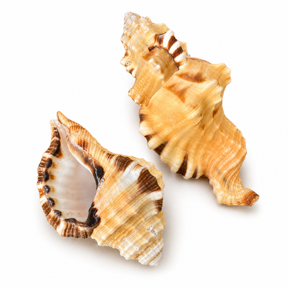 Lotorium, black spotted triton - konkylie