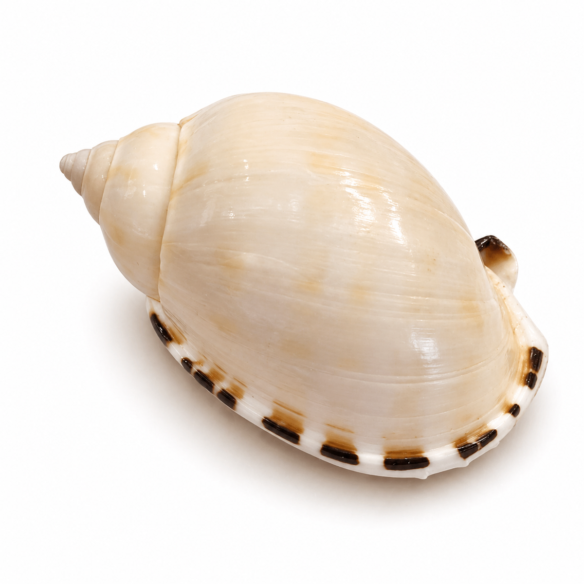 Casmaria Erinaceus  - 4 cm Casmaria Erinaceus  - 4 cm