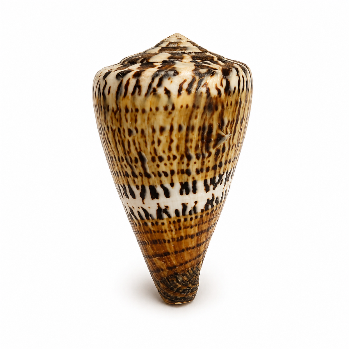 Conus capitaneus  - 6 cm Conus capitaneus  - 6 cm