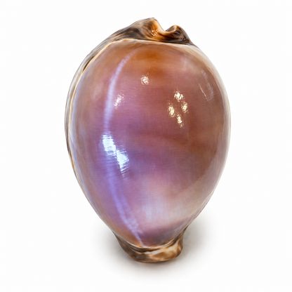 Cyprea Tigris purple - 7 cm