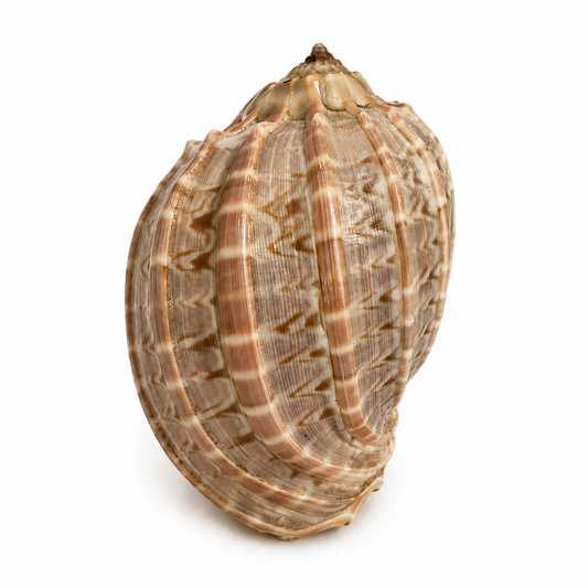 Billede af Harpa Davidis 6 cm - Madagaskar