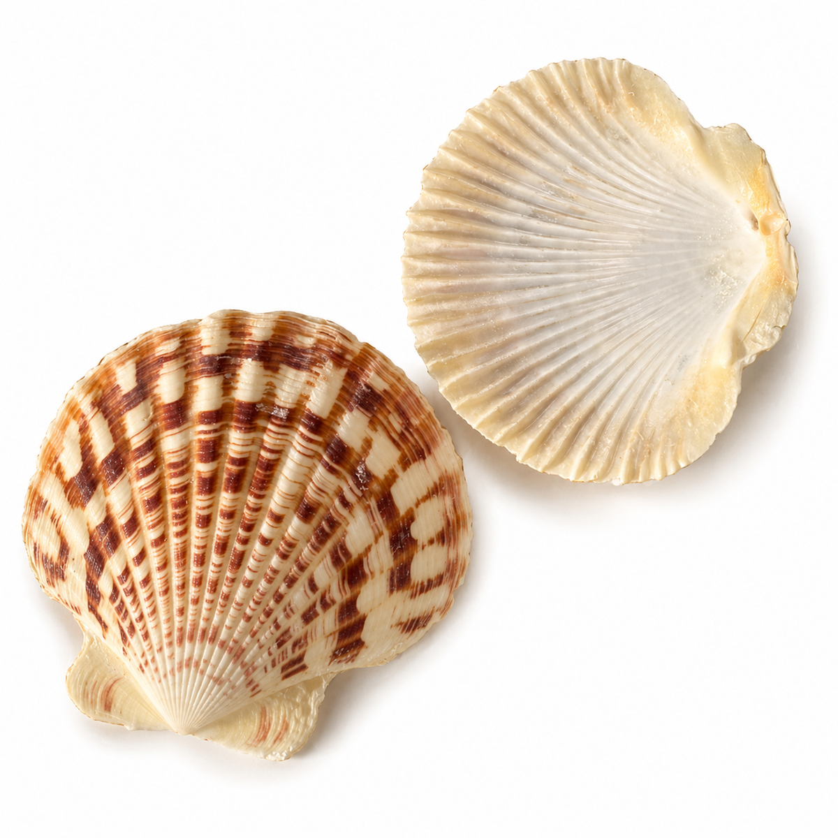 Macarense, king scallop - muslingeskal Macarense, king scallop - muslingeskal