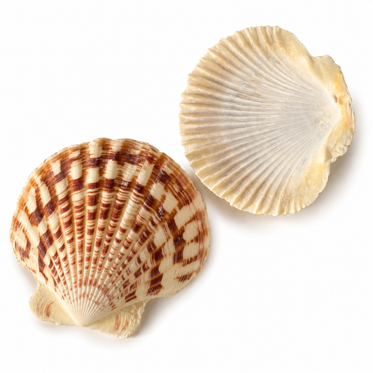 Billede af Macarense, king scallop - muslingeskal